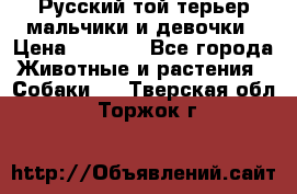 Русский той-терьер мальчики и девочки › Цена ­ 8 000 - Все города Животные и растения » Собаки   . Тверская обл.,Торжок г.